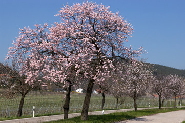 Fototapeta premium Mandelblüte bei Gimmeldingen