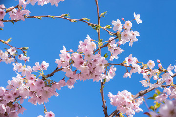 Pink spring cherry blossom, blue sky background