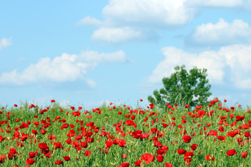 red poppies flower green tree and blue sky spring season