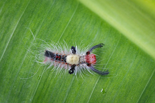 Image of worm on a green leaf, A reptile that is common in nature Living under the ground Leaves and trees. Insect. Animal
