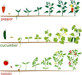 Three cycles of growth of agricultural plants