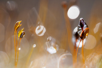 Moossporen, Wasser und Reflektionen