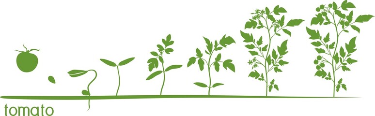 Tomato plant growth cycle with silhouettes of plants