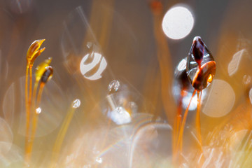 Moossporen, Wasser und Reflektionen