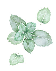ミント ハーブ　水彩 イラスト © tada