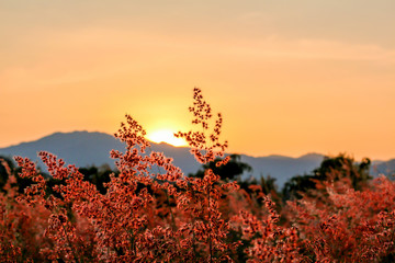 Fototapeta na wymiar Twilight sky with orange gradient color and wild grass flower.