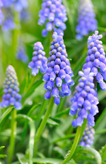 close on blue grape hyacinth blooming  in garden 