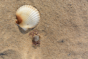 shell and crab on the sand. Background
