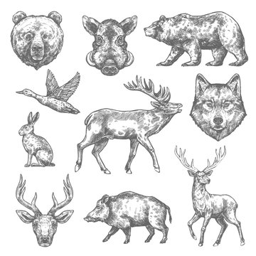 Vector sketch wild animal icons for hunting or zoo