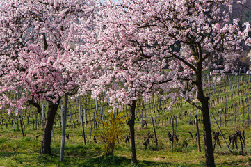 Mandelblüte bei Gimmeldingen