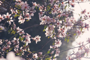 background of spring white cherry blossoms tree. selective focus.