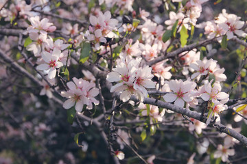 background of spring white cherry blossoms tree. selective focus.