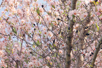 background of spring white cherry blossoms tree. selective focus.