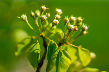 Frueh Jahr Bluete einer Birne im Garten Lenz
