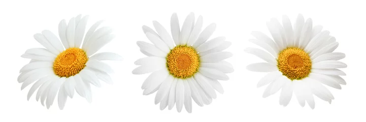 Fototapeten Gänseblümchenblume isoliert auf weißem Hintergrund als Paketgestaltungselement © Tetiana