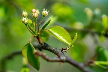 Frueh Jahr Bluete einer Birne im Garten Lenz