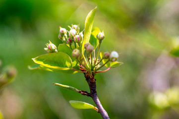 Bluete einer Birne im Garten Lenz Frueh Jahr