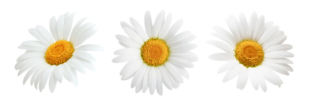 Naklejki Stokrotka kwiat odizolowywający na białym tle jako pakunku projekta element