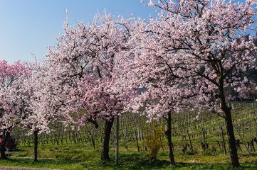 Mandelblüte bei Gimmeldingen