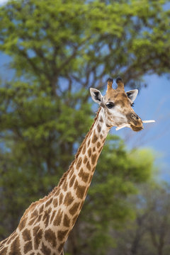 Giraffe chewing bones
