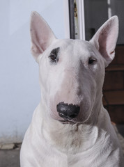 Derek English Bull terrier