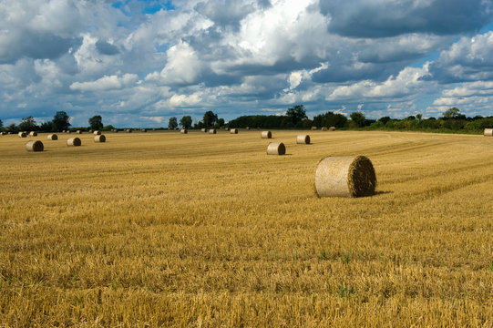 Rows of hay bales in harvested rural field