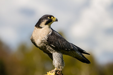Peregrine Falcon Looking Back
