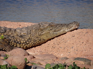 crocodile