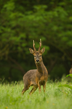 Portrait of Roe Deer (Capreolus capreolus) in rural setting