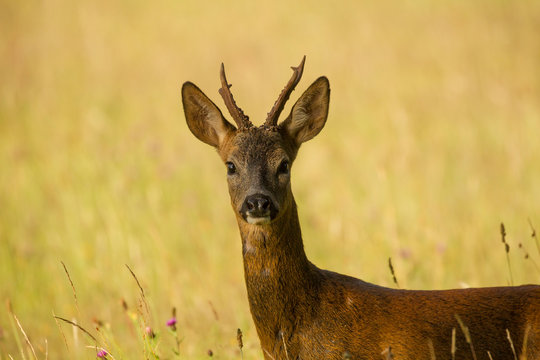 Portrait of Roe Deer (Capreolus capreolus) in rural setting