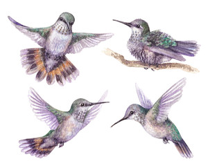 Watercolor Hummingbird Set © val_iva