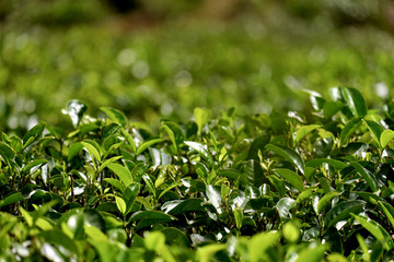 Fototapeta na wymiar Green tea leaves on a tea plantation