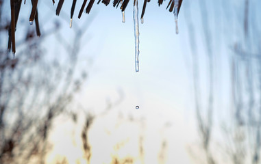 icicle melting on the blue sky background. Spring is coming