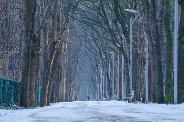 CITY PARK - A park alley covered with snow   © Wojciech Wrzesień