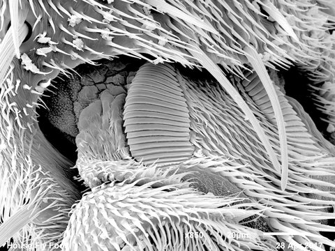 Foot of house fly (Muscidae) imaged in a scanning electron microscope, B&W full frame
