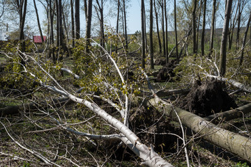 Fallen trees after storm