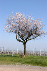 Mandelblüte bei Gimmeldingen