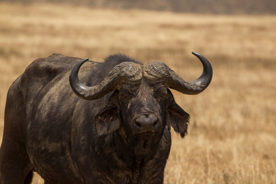 Buffalo, Syncerus caffer, Ngorogoro Crater, Tanzania