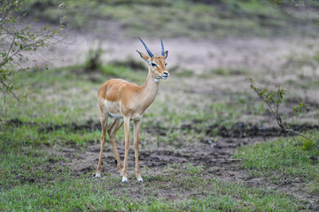 Antelope