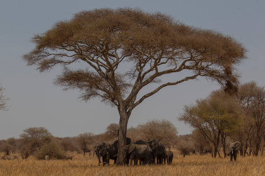 Elephant, Loxodonta africana, Tarangire National Park, Tanzania
