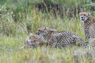 cheetah © Herbert