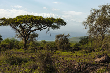 Obraz premium Kilimandscharo