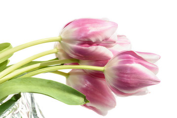 tulips pink flowers bouquet white background