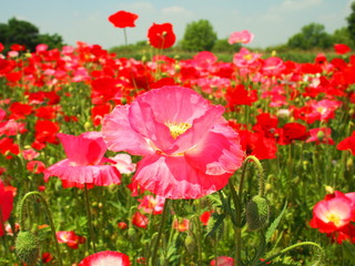 ポピー畑風景