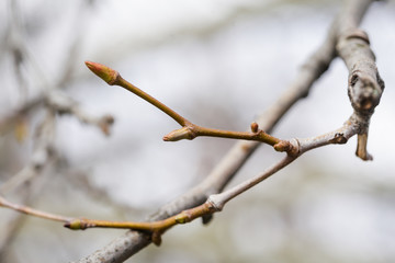 Maple tree buds