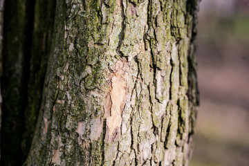 Tree bark