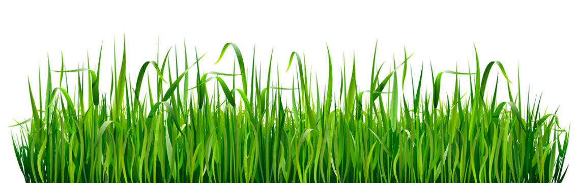 Green grass borders. High green fresh grass isolated on white background.
