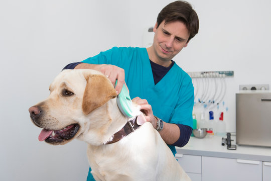 Vets using scanner on labrador retriever to read microchip