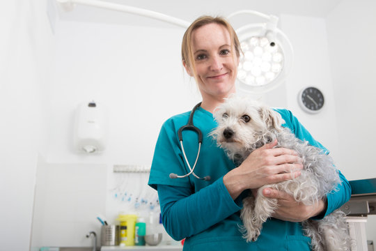 Vet carrying terrier poodle mixed breed dog