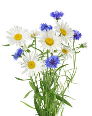 Bouquet of chamomile and cornflowers isolated without shadow